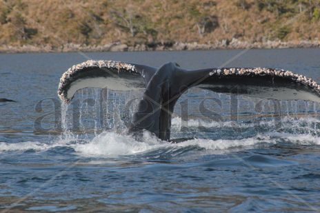 Ballena Jorobada
