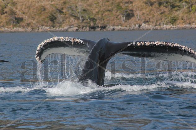 Ballena Jorobada