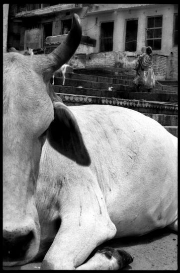 Vaca / Cow Photojournalism and Documentary Black and White (Manual)