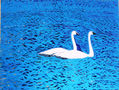 Cisnes