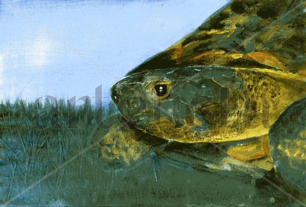 Tortuga