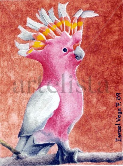 Cacatua Mixed media Paper Animals