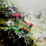 Fotografía thumbnail 2