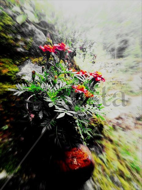 Bota de bulnes