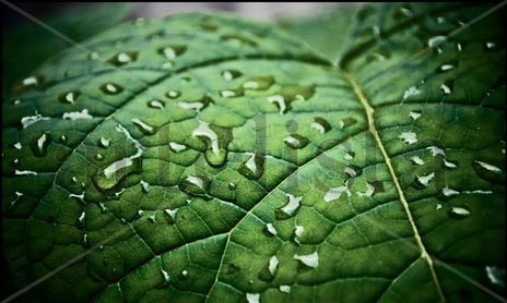 Nature/Naturaleza