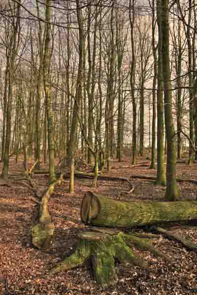 Bosque