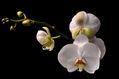 orquidea