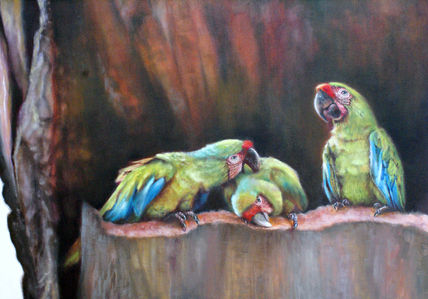 Guacamayo del...