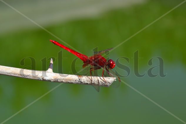 dragonfly Nature Color (Digital)