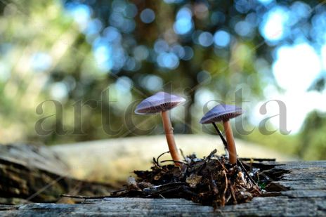 Duo