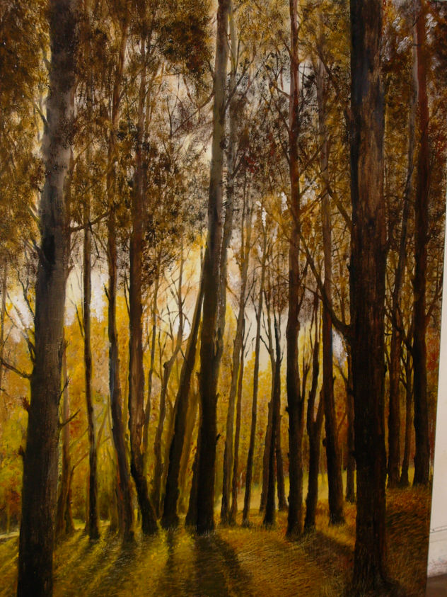 CONTRALUZ EN BOSQUE DE MAR DE LAS PAMPAS-PROV. BUENOS AIRES