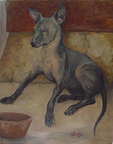 Xolo del rey