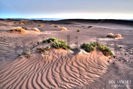 Sahara