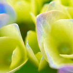 Flores thumbnail 2
