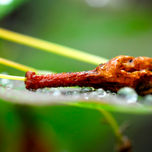 Flores thumbnail 1