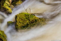 Roca de moreras