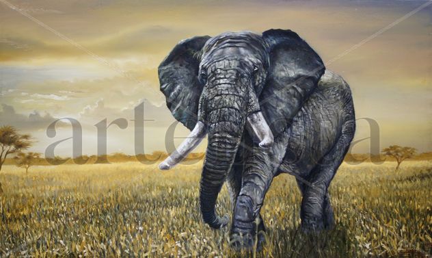 Elefante Africano