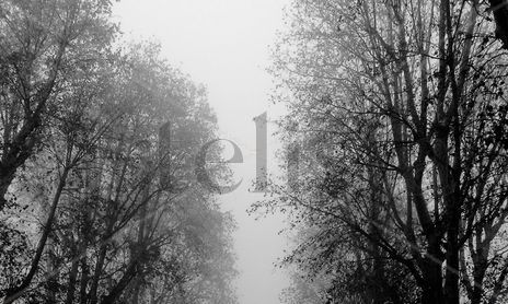Fotografía: Naturalezas