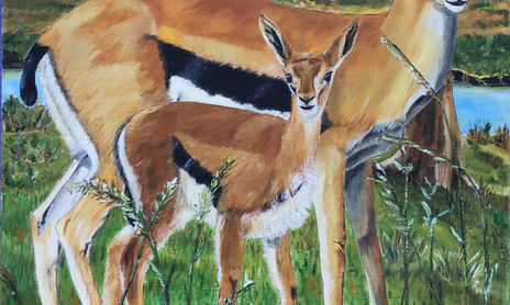 Animales