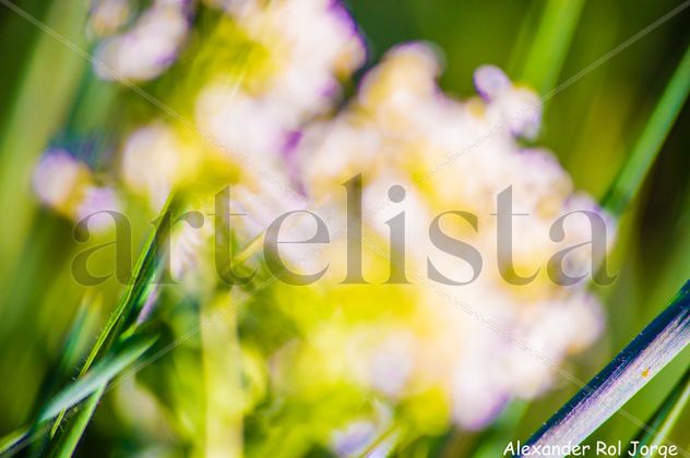 PRIMAVERA