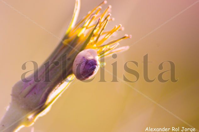 SIESTA Naturaleza Color (Química)