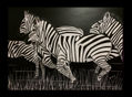 Zebras en la noche