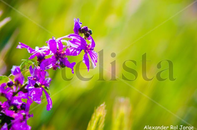 TORRE FLORAL