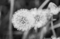 BLANCO Y NEGRO