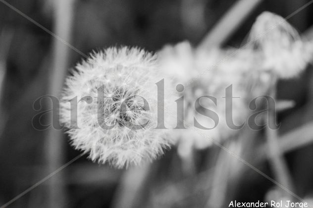 BLANCO Y NEGRO