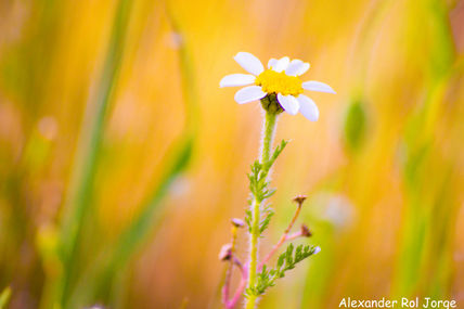 Flor
