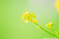 Amarillo sobre verde