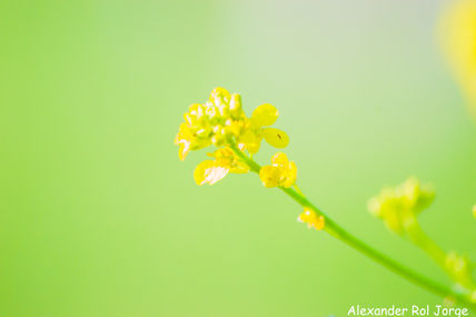 Amarillo sobre verde