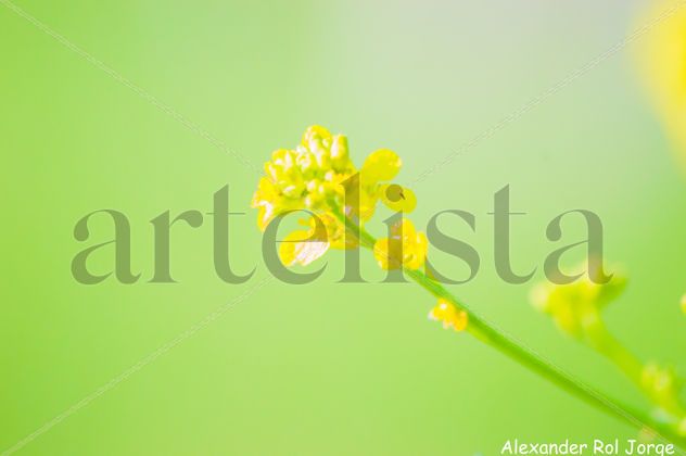 AMARILLO SOBRE VERDE