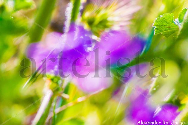 SURREALISMO FLORAL