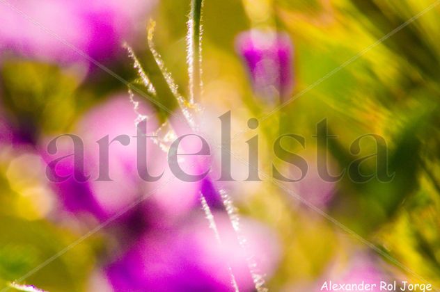 SURREALISMO FLORAL ROSA