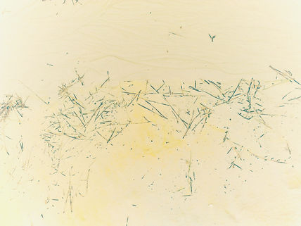 Escritura sagrada