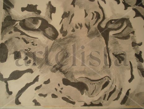Tigre 003
