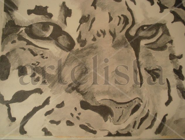 TIGRE 003