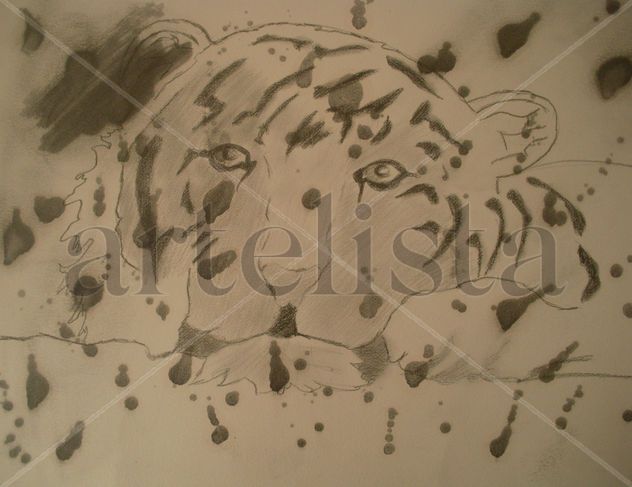 TIGRE 005