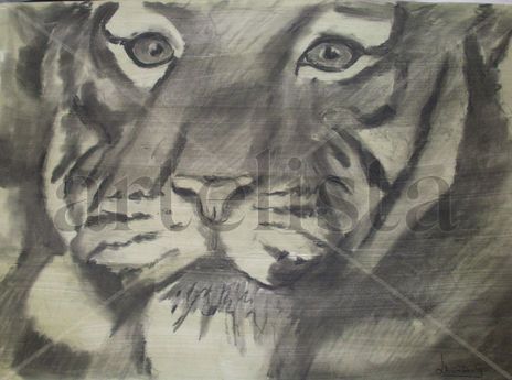 Tigre 006