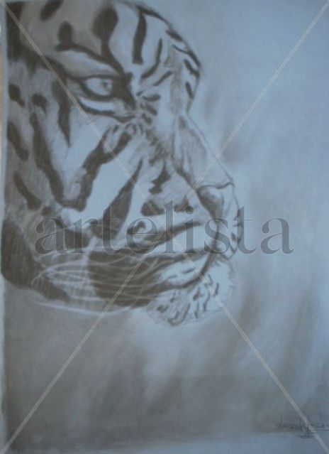 Tigre 007