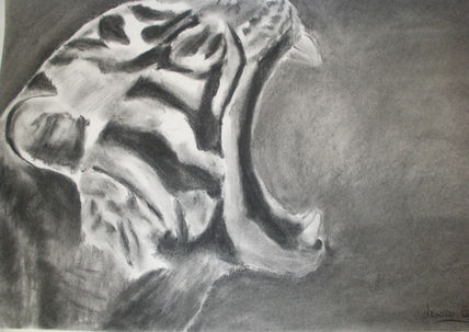 Tigre 008