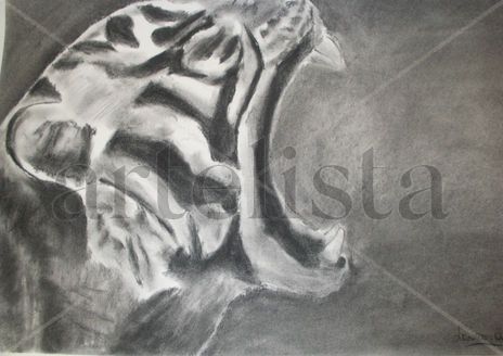 Tigre 008