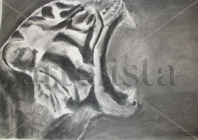 TIGRE 008