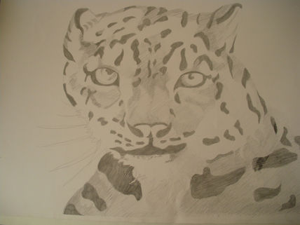 Tigre 010