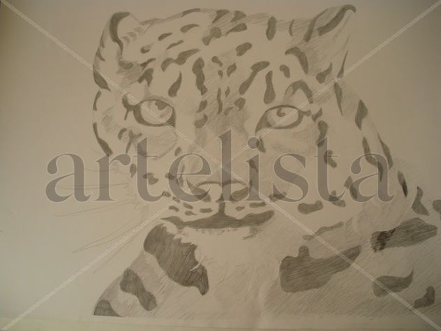 TIGRE 010