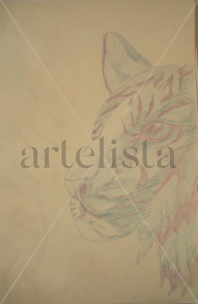 TIGRE 011