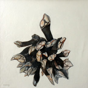 Percebes