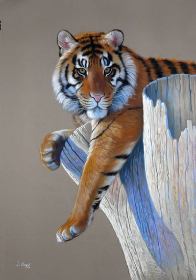 TIGRE Pastel Papel Animales