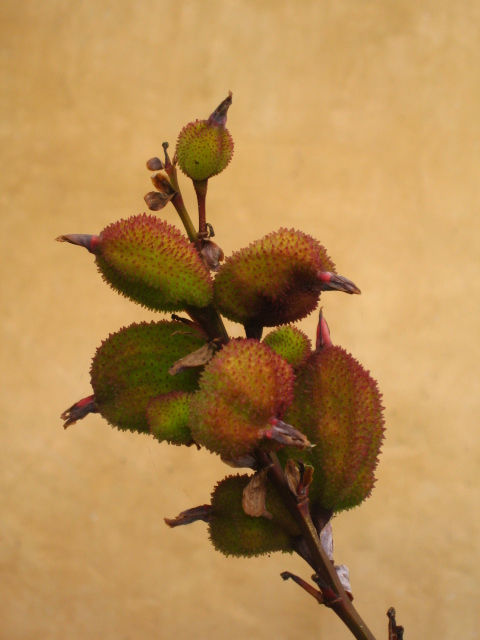 semilla